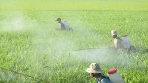 Việt Nam chi gần 368 triệu USD nhập thuốc trừ sâu từ Trung Quốc