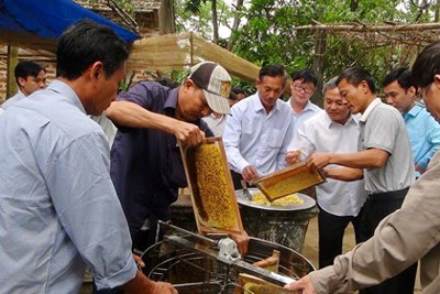 Thu nhập khá từ nuôi ong lấy mật