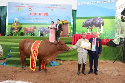Chung khảo Hội thi bò xã Minh Châu lần thứ 2