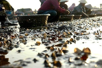 Nghệ An: Chưa tìm ra nguyên nhân ngao chết hàng loạt trên bờ biển