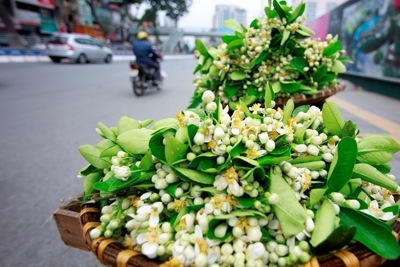 Hoa bưởi ngát hương khắp phố phường Hà Nội
