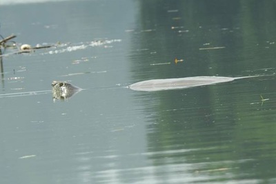 Có nhiều hơn 1 "cụ rùa" Hồ Gươm ở Đồng Mô?