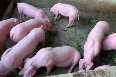 Giá lợn hơi ngày 23/12/2021: 3 miền đồng loạt đi ngang, thấp nhất 47.000 đồng/kg