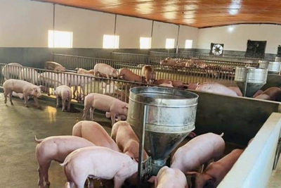 Giá lợn hơi ngày 16/12/2021: 3 miền đồng loạt đi ngang, cao nhất 51.000 đồng/kg