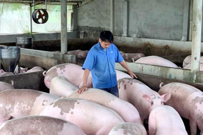 Giá lợn hơi ngày 18/12/2021: 2 miền Bắc - Trung tiếp tục giảm 2.000 - 3.000 đồng/kg