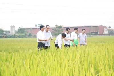 Công ty TNHH MTV Đầu tư và phát triển nông nghiệp Hà Nội: Đáp ứng đa dạng nhu cầu nông sản an toàn