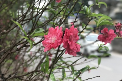 [Video] Rực rỡ sắc hoa đào đỏ thắm trên phố Hà Nội