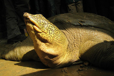 Hà Nội: Bảo vệ an toàn rùa Hoàn Kiếm tại các hồ Đồng Mô, Xuân Khanh