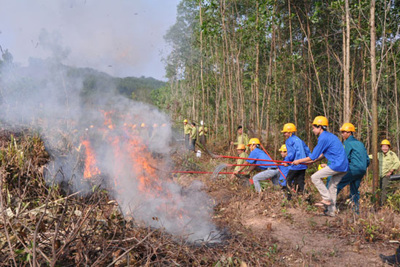 Chủ rừng phải tổ chức thực tập phương án chữa cháy rừng
