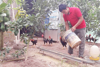 Làm giàu nhờ nuôi gà thả vườn an toàn sinh học