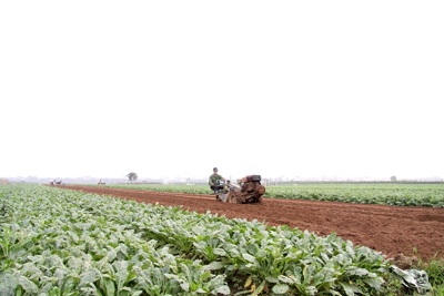 Ngành nông nghiệp Hà Nội: Bước chuyển mạnh sau dồn điền đổi thửa
