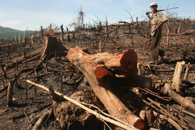 Xử lý nghiêm người đứng đầu không phát hiện hành vi phá rừng