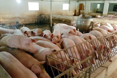 Giá lợn hơi ngày 21/12/2021: Cả 3 miền đồng loạt giảm từ 1.000 - 2.000 đồng/kg