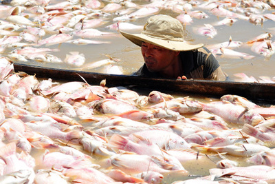 Khí độc trong nước khiến 1.500 tấn cá chết ở sông La Ngà
