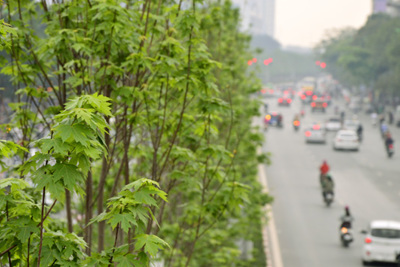 [Video] Ngắm nhìn hàng cây phong mới trồng trổ lá xanh mướt trên phố Hà Nội
