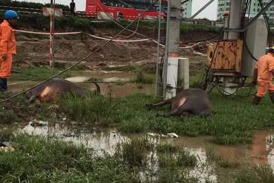 Hà Nội: Kinh hãi chứng kiến 5 con trâu chết dưới chân trạm biến áp