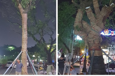 Hải Phòng: 3 cây Muồng Ngủ được trồng thay thế tại tượng bà Lê Chân
