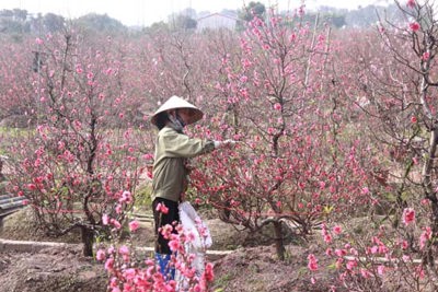 Gây dựng thương hiệu cho hoa đào Vân Tảo