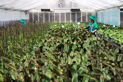 Ngành nông nghiệp Hà Nội: Bước chuyển mạnh sau dồn điền đổi thửa