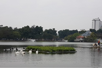 Chuyển đàn thiên nga ở hồ Hoàn Kiếm sang hồ Thiền Quang