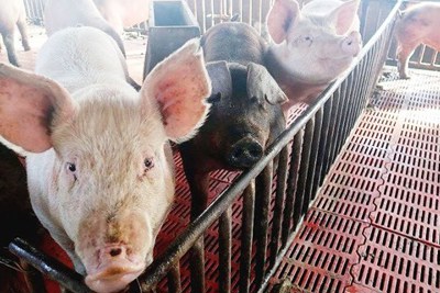 Hà Nội chủ động ngăn chặn bệnh Dịch tả lợn châu Phi