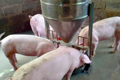 Giá lợn hơi ngày 25/12/2021: Tiếp tục giảm 1.000 - 2.000 đồng/kg