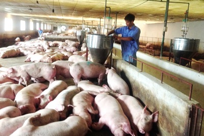 Nguy cơ bệnh dịch tả lợn châu Phi: Tránh tăng đàn ồ ạt