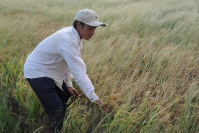 Biến đổi khí hậu gây nhiều thiệt hại cho sản xuất nông nghiệp ở Đồng bằng sông Cửu Long