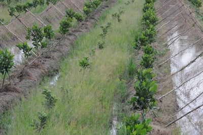 Hậu Giang: Xử phạt 85 triệu đồng một trường hợp vì chiếm hơn 10ha đất để trồng cây
