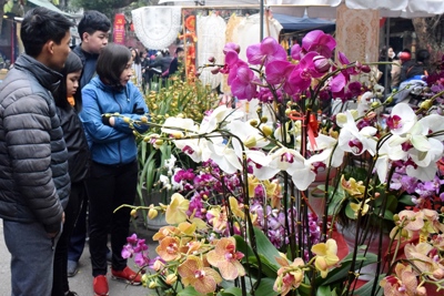 Chợ hoa Hàng Lược tấp nập ngày cuối năm
