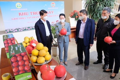 Hà Nội: Phát huy vai trò chủ thể của nông dân trong phát triển sản phẩm OCOP