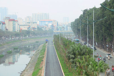 Vì sao Hà Nội di chuyển hàng loạt cây xanh dọc ven sông Tô lịch?