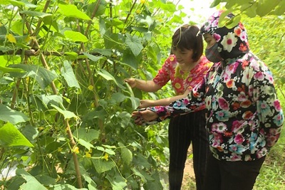 Huyện Ứng Hòa: Nhân rộng mô hình trồng rau VietGAP