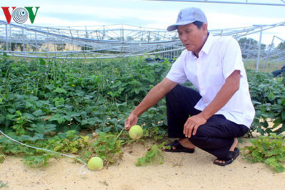 Nông dân trồng rau sạch ở Quảng Bình khốn đốn sau bão lũ