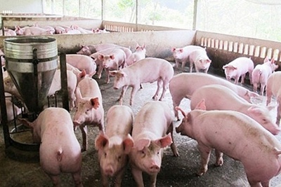Giá lợn hơi giảm nhưng giá thịt vẫn ở mức cao
