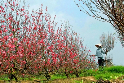 Hà Nội: Làng đào Nhật Tân rực rỡ đón xuân