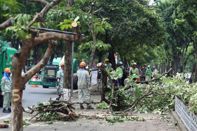 Hà Nội: Bắt đầu di chuyển hàng cây trên phố Kim Mã