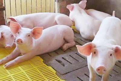 Giá lợn hơi ngày 20/12: Cả 3 miền đồng loạt dao động quanh mức 50.000 đồng
