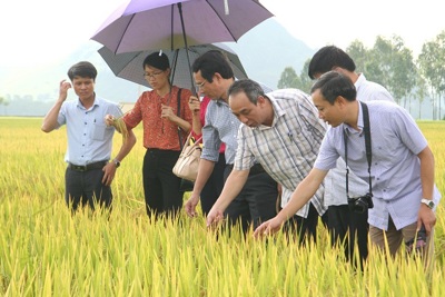Công ty TNHH MTV Đầu tư và phát triển nông nghiệp Hà Nội: Đáp ứng nhu cầu nông sản cho Thủ đô