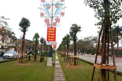 Hải Phòng: 1045 cây Long Não được trồng tại đường hoa dài nhất Việt Nam