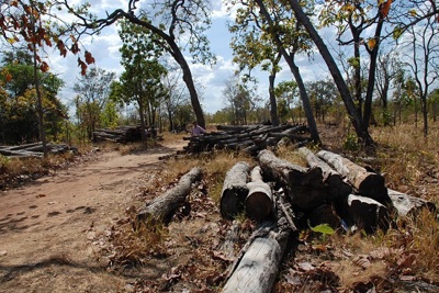 Kiểm điểm tập thể, cá nhân vụ khai thác gỗ trái phép tại Đắk Lắk