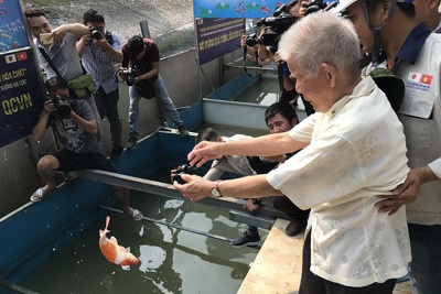 [Video] Thả cá Koi Nhật Bản tại khu thí điểm sông Tô Lịch và Hồ Tây