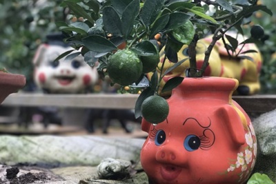 [Video] Ngộ nghĩnh quất bonsai hút khách chơi Tết ở Hà Nội