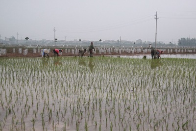 Hà Nội: Gần 4.500ha canh tác vụ Xuân chưa có nước
