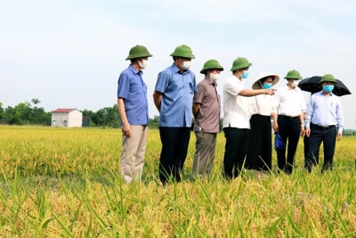 Cấp, quản lý mã số vùng trồng: Mở rộng cánh cửa xuất khẩu cho nông sản Việt Nam