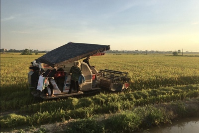 Hà Nội: Nông dân phấn khởi vì mùa vàng bội thu