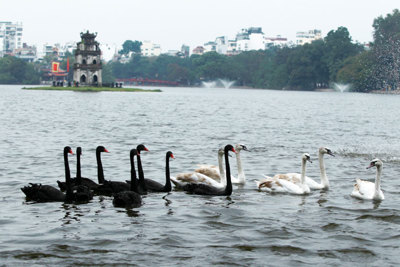 Hà Nội: Thả thử nghiệm 12 con thiên nga tại Hồ Gươm