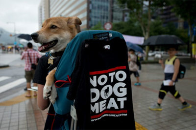 Nguồn cung thịt chó lớn nhất Hàn Quốc chính thức bị dẹp bỏ