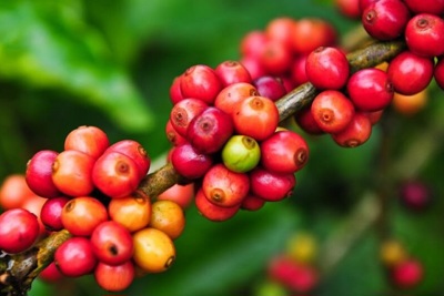 Giá cà phê hôm nay 29/12: Gần 3 tỷ USD xuất khẩu và 2 nhiệm vụ chính của ngành cà phê Việt từ năm 2022