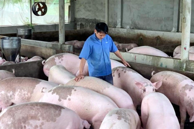 Giá lợn hơi ngày 30/12/2021: 2 miền Bắc - Trung biến động từ 1.000 - 2.000 đồng/kg, miền Nam đi ngang